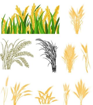 稻穗  麦穗图片