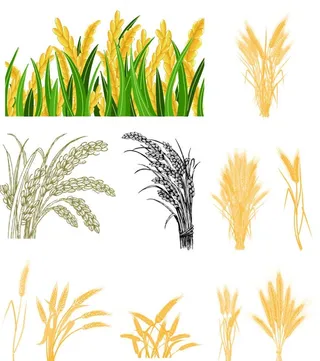 稻穗  麦穗图片