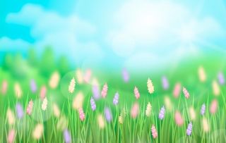 花朵背景 植物图片