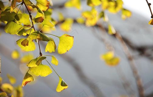 银杏叶子图片 银杏叶子图片
