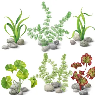 水草图片 水草图片