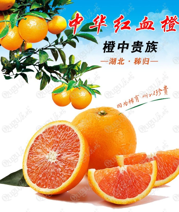 血橙图片(750x880)psd模版下载