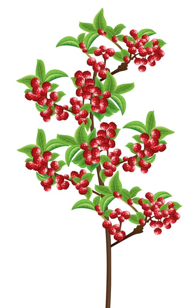汉源贡椒 花椒图片(1183x1917)psd模版下载