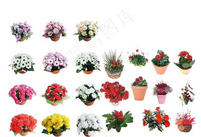 鲜花盆景图片