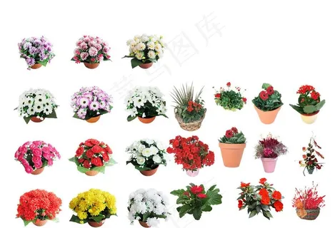 鲜花盆景图片 鲜花盆景图片