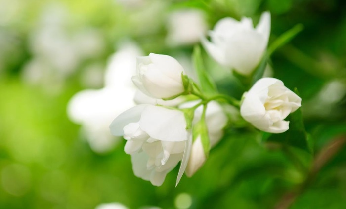 茉莉花图片