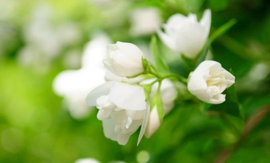 茉莉花图片 茉莉花图片