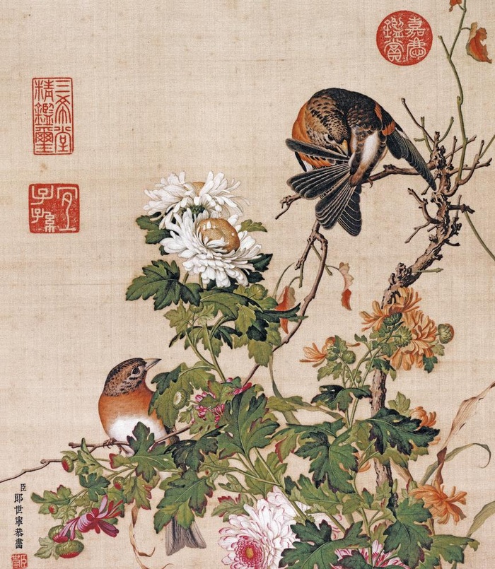 郎世宁 菊花图片