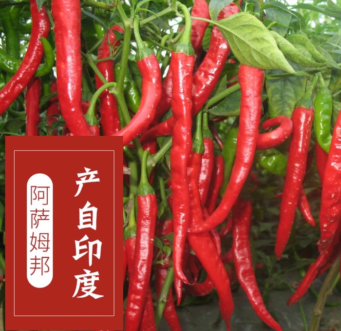 朝天椒 川菜 麻辣 调料图片(800x800)psd模版下载