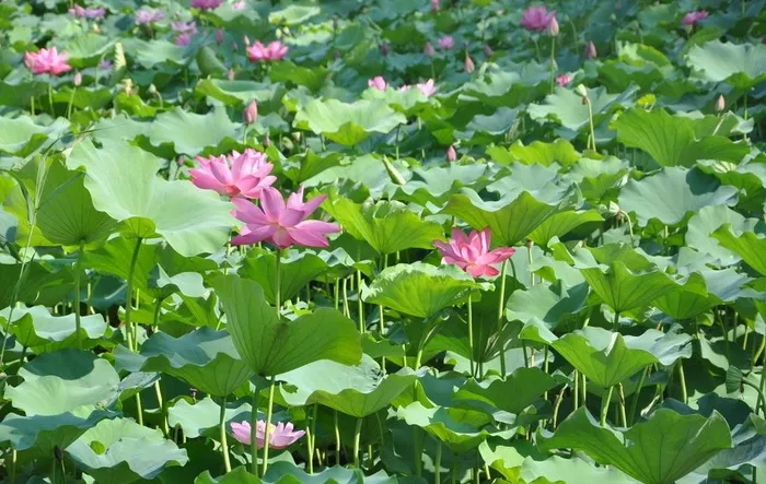 夏日荷塘图片