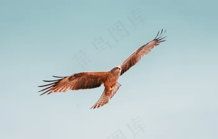 鹰图片