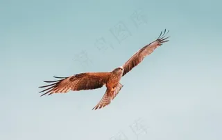 鹰图片