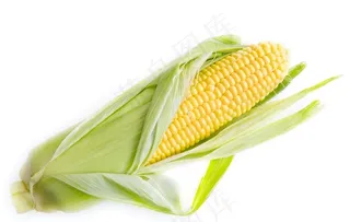 玉米图片
