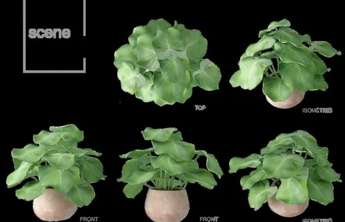 盆栽植物盆景 图片