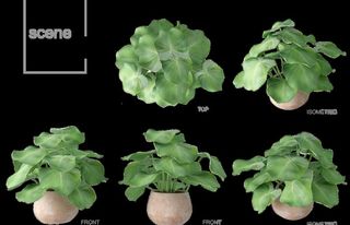 盆栽植物盆景 图片