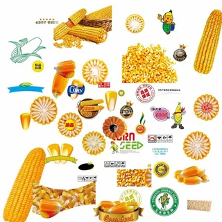 玉米种素材图片