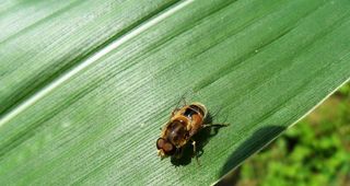 玉米叶上的蜜蜂图片