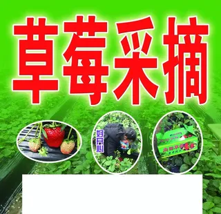 草莓采摘图片