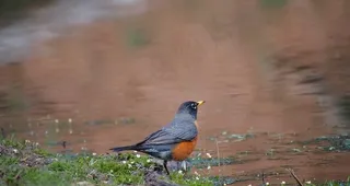 水边喝水的小鸟