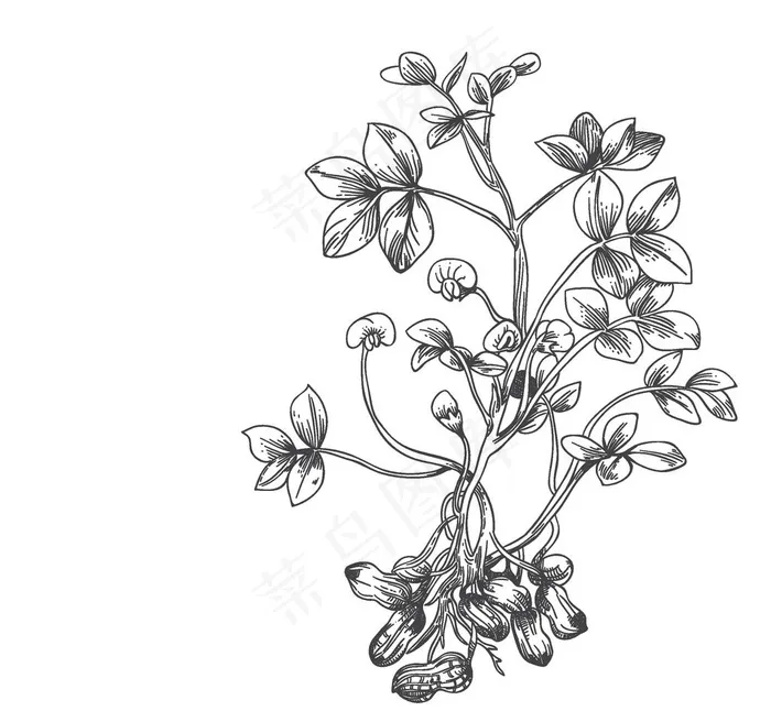 花生图片