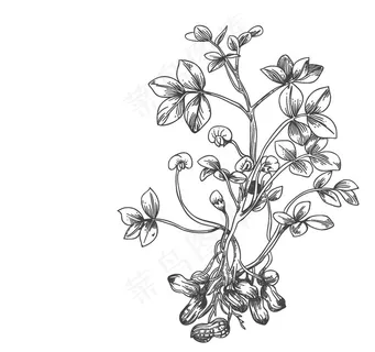 花生图片