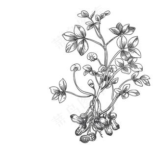 花生图片