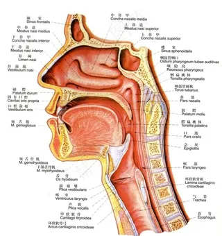 鼻腔 口腔 咽和喉正中矢状图图片
