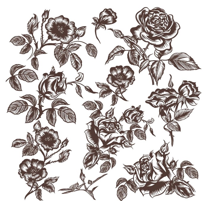 线描玫瑰花图片