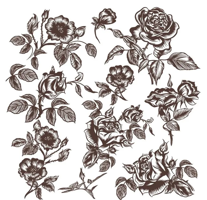 线描玫瑰花图片