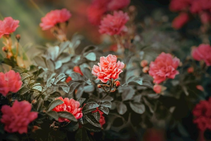 花卉图片