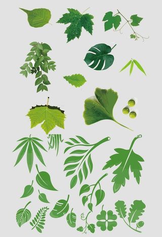 AI矢量绿色树叶图片