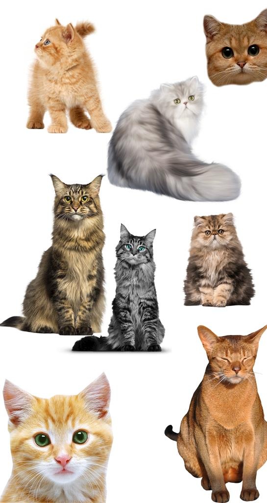 高清免扣猫咪素材图片(1654x2937)psd模版下载