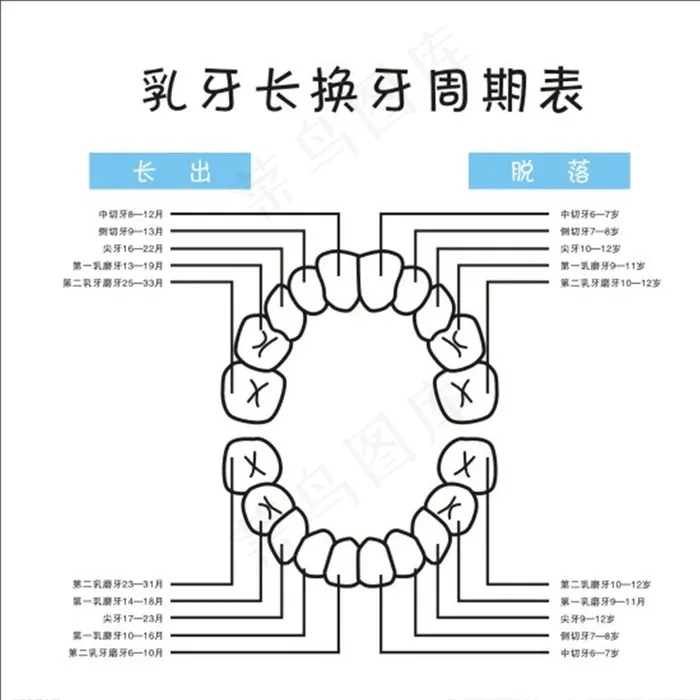 表格  乳牙生长  换牙图片cdr矢量模版下载