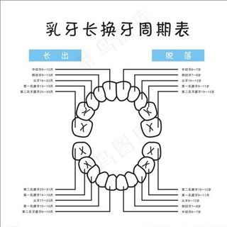 表格  乳牙生长  换牙图片