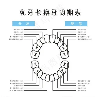 表格  乳牙生长  换牙图片