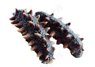 海参图片