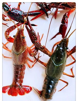 活的小龙虾图片