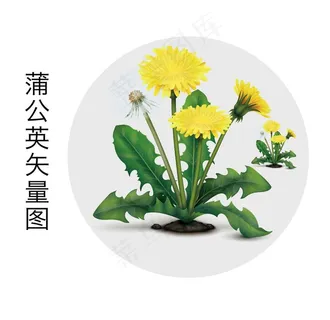 蒲公英图片