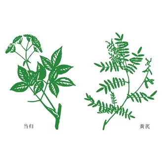 当归 黄芪 矢量AI图片