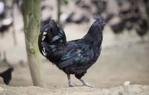 乌骨鸡图片 乌骨鸡图片