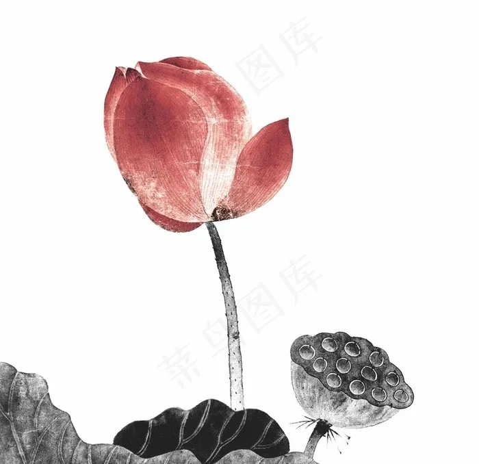 水墨荷花图片