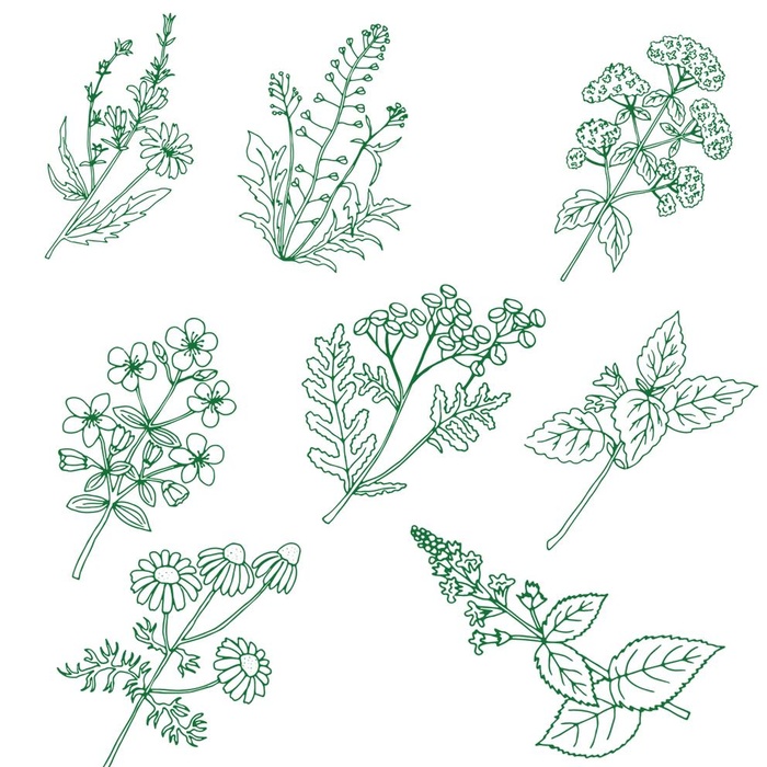 野草药图片