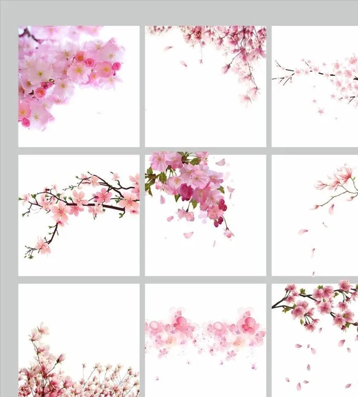 樱花素材图片(5321x5306)psd模版下载