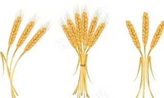 麦穗图片
