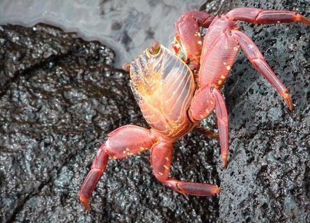 螃蟹图片