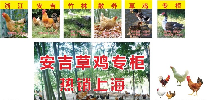 土鸡图片cdr矢量模版下载