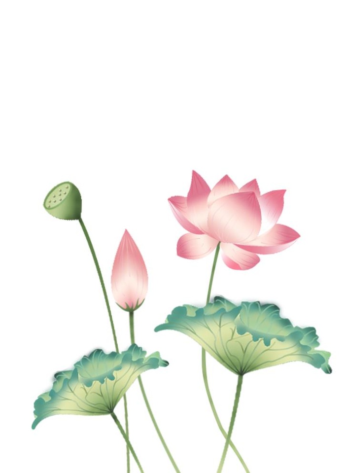 荷花  图片(595x842)psd模版下载