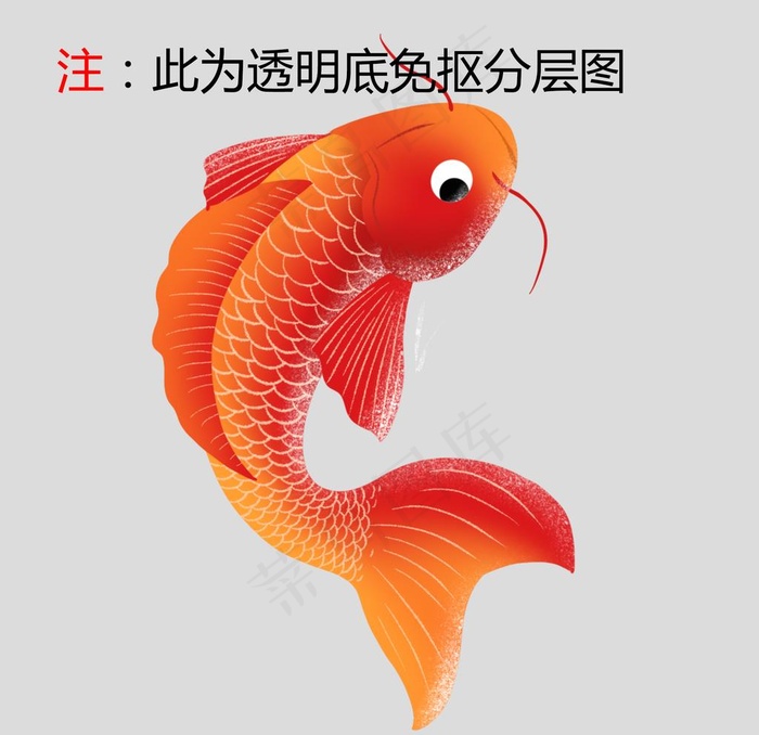 金鱼图片(2000x2000)psd模版下载
