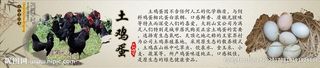 土鸡土鸡蛋产品展示图片