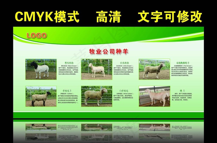 羊介绍图片